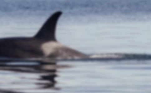 鯨魚遇險初中想象作文