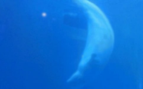 保護鯨魚的作文