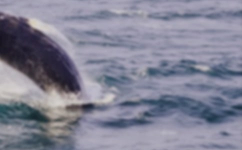 鯨魚遇險的作文