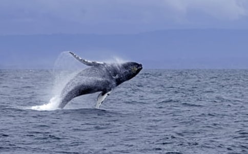 鯨魚是什么動物類型_鯨魚是什么動物進化的