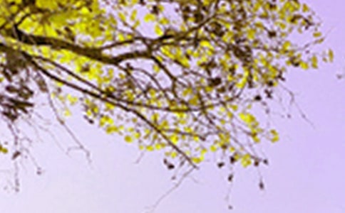 �P���茑��ԭ��ɫ�ľ���220��