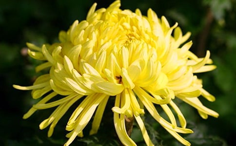 關于桃花的著名詩句關于菊花的詩句