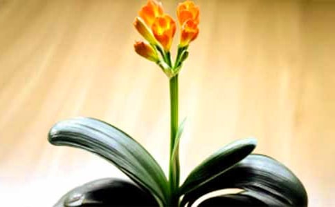 �����m����(�؂�14ƪ)