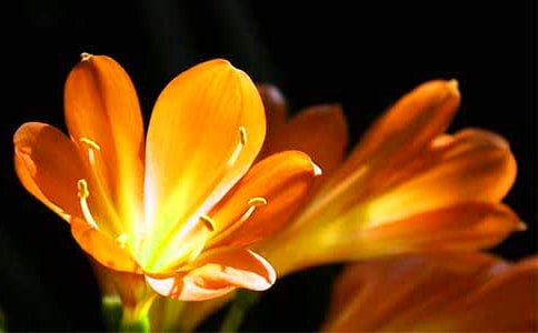 君子蘭匯編(15篇)