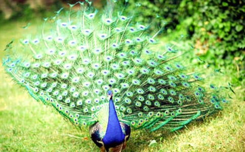 ��ȸ�_��Ԣ��ʲô��˼