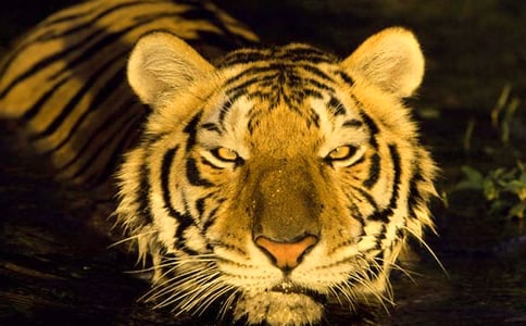 關于扮豬吃老虎歇后語