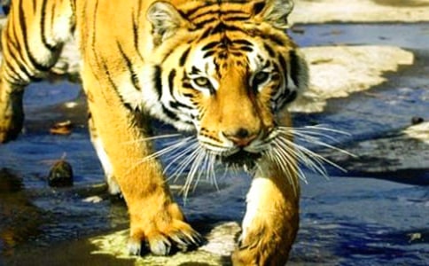 老虎又上當(dāng)了作文必備(3篇)