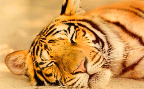 老虎拉車歇后語