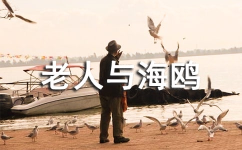 老人與海鷗讀后感500字