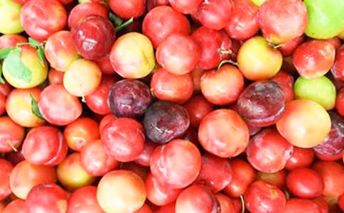 摘李子作文12篇(實用)