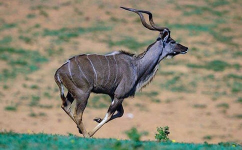 藏羚羊的跪拜作文