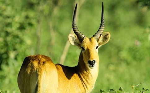 ����ľ��Č�