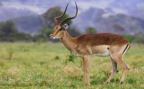 ������ľ�񡷽̌W��˼