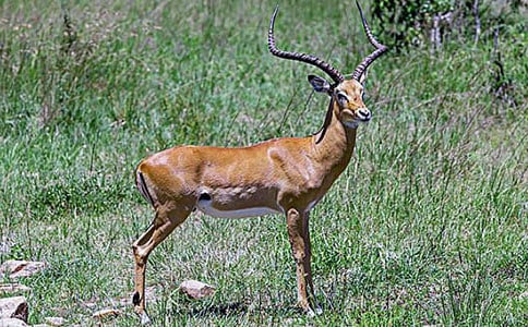 (熱)羚羊木雕反思15篇