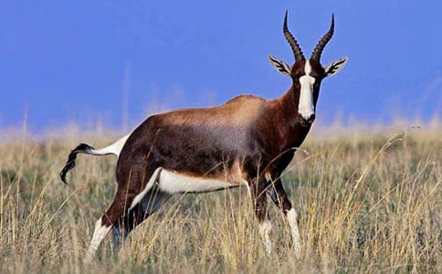 羚羊木雕讀后感(集錦15篇)