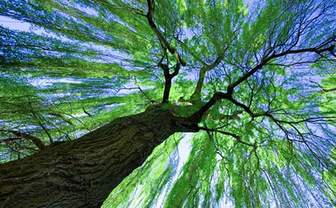 �茑�����Ԋ��(����15ƪ)