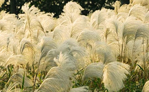 ������JȔ��t�Ğ�����