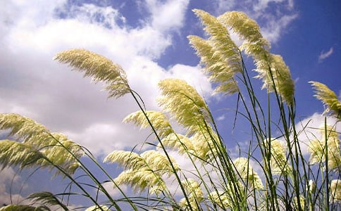 做一株理性的蘆葦作文