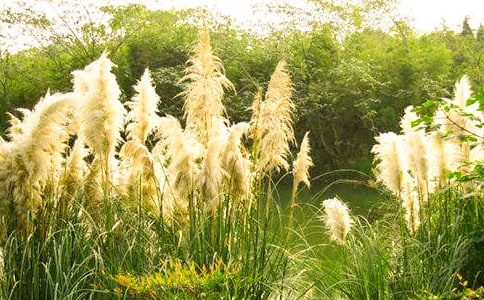 又見蘆葦海作文