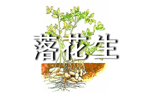模仿《落花生》仿寫梅花