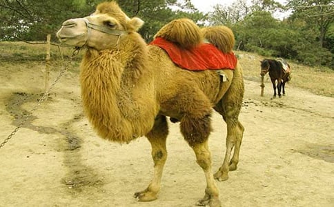 �x�������ӡ��и�