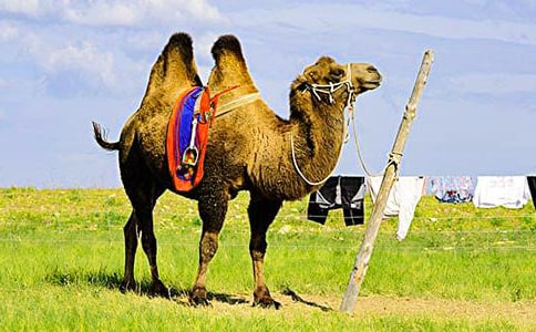 《駱駝王子》讀后感