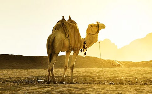 駱駝王子讀后感9篇