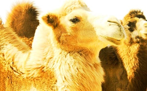 騎駱駝作文15篇(集合)