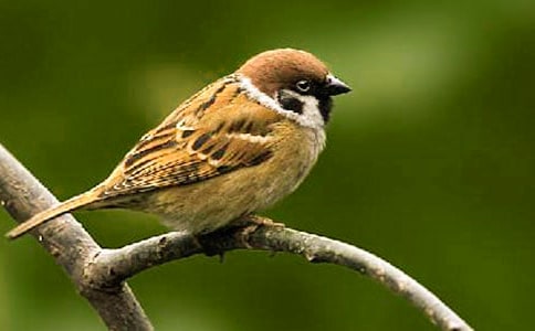 小麻雀作文經典(15篇)