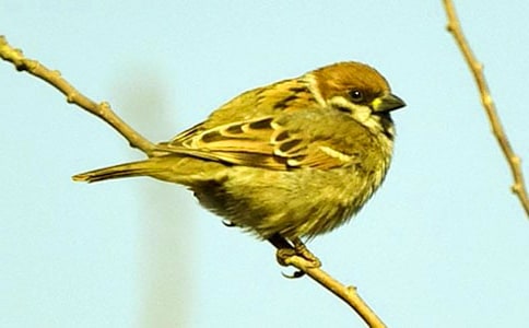 小麻雀作文【推薦】