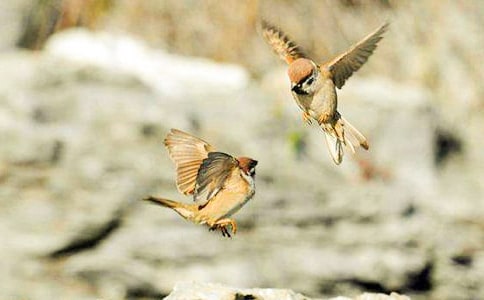 麻雀的作文范例15篇