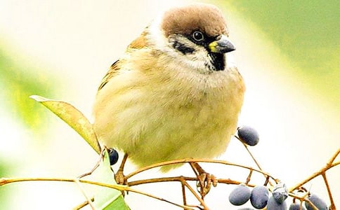 小麻雀作文范例(15篇)