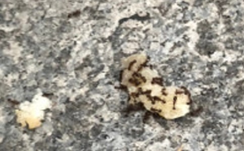 (���A)Λρ�^�ӿ��D��Ԓ