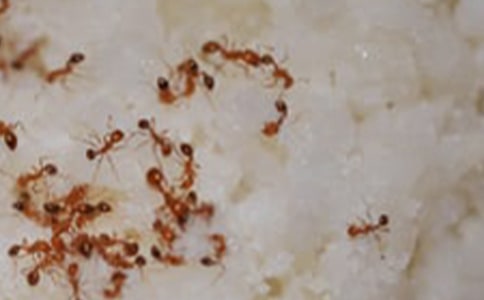 螞蟻粉的功效及作用