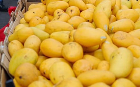 我愛芒果作文8篇【優】