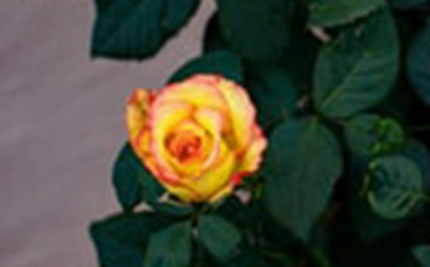 õ���Ĺ�Ч�c����