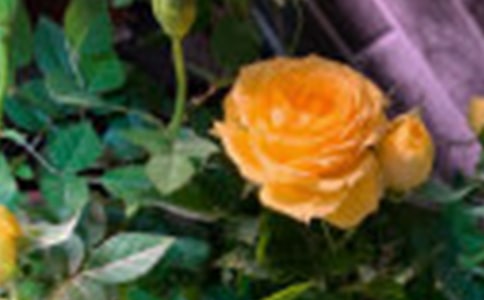 白玫瑰代表什么