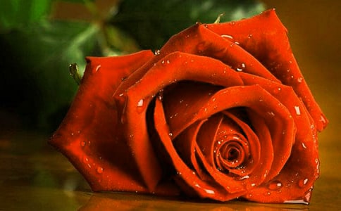 《小鹿的玫瑰花》反思