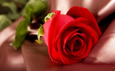 玫瑰花語每朵代表什么