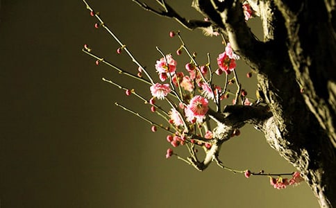 梅花原文翻譯及賞析