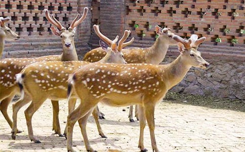 �ɐ۵�÷��¹