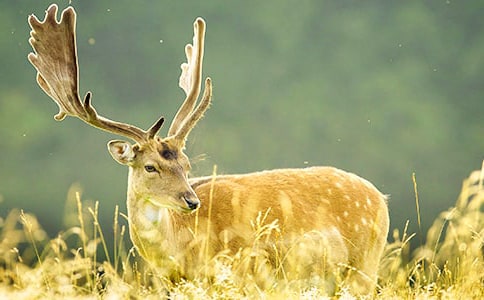 ÷��¹����