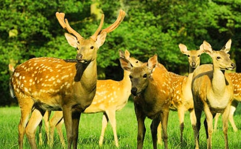 大象救小梅花鹿看圖寫話