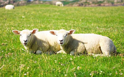 大灰狼與小綿羊讀后感