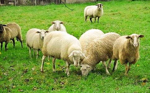 С�����g�L���̰���ë���׵ľd�򡷣����x11ƪ��