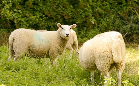 ����b�e�d�����ɽ���⣿�b�e�����Ƿ����r�ķ���