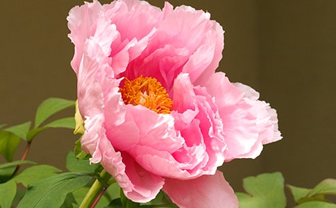 ĵ��ԭ�ġ����g��עጅR��[9ƪ]