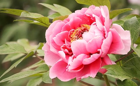 牡丹原文、翻譯及注釋