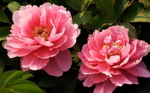 ĵ���_����