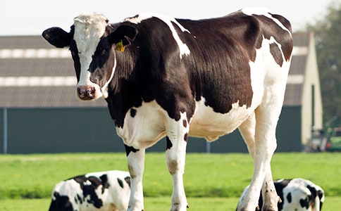 冬天怎么提高奶牛的產奶量?